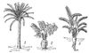 Саговники: 1— Cycas revoluta; 2 — Stangeria paradoxa; 3 — Zamia floridana.