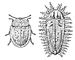 Свекловичная щитоноска и её личинка (справа).