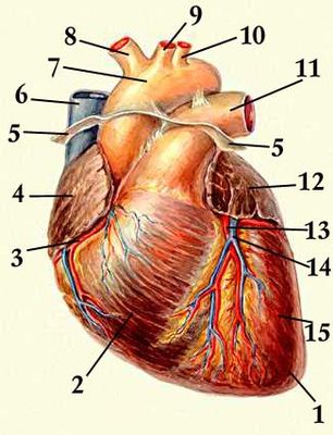 ...артериальный конус; передняя межжелудочковая борозда; левый желудочек; верхушка сердца...