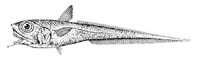 Северный длиннохвост (Macrourus berglax).