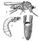 Серебристая мошка (Simulium argyreatum): 1 — взрослое насекомое; 2 — личинка; 3 — куколка.