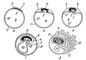 Схема развития зародышевых оболочек у млекопитающих (А — Д — пять последовательных стадий): 1 — эктодерма; 1