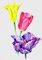 Тюльпаны (Tulipa), сорта: а - 
