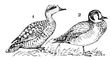 Чирки: 1 — мраморный; 2 — клоктун.