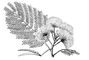 Шёлковая акация.