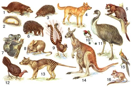 Австралийская область. Животные