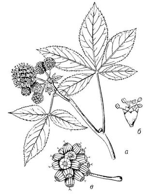 Акантопанакс сидячецветковый