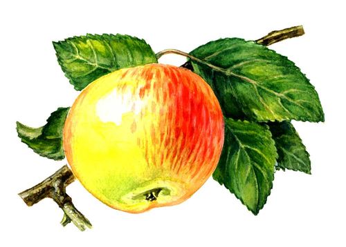 Анис полосатый (сорт яблони)