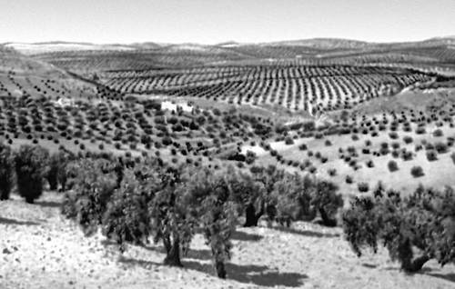 Андалусия. Оливковые плантации