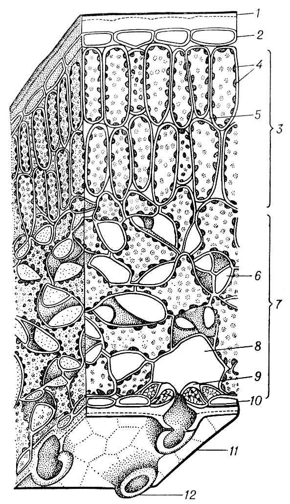 Анатомическое строение листа (схема)