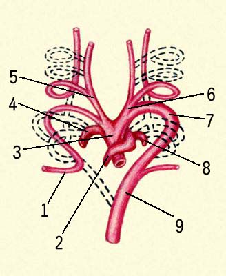 Асимметрия артерий при развитии зародыша человека