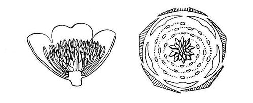 Ациклический цветок магнолии (разрез и диаграмма)