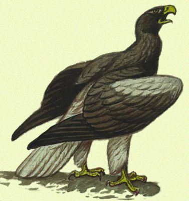 Белоплечий орлан (Голарктическая область)