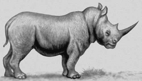 Белый африканский носорог