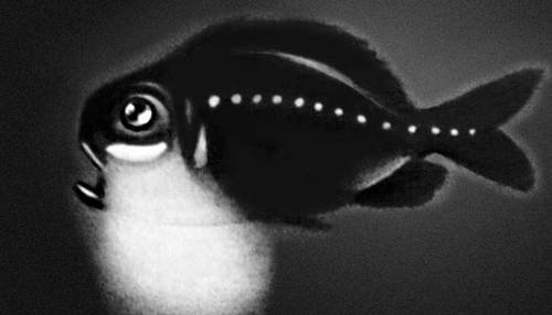 Биолюминесценция. Рыба со светящимся органом
