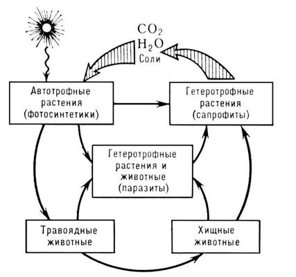 Биогеохимический круговорот веществ