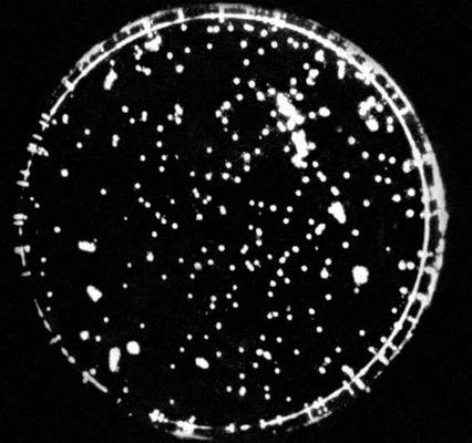 Биолюминесценция. Культура светящихся бактерий