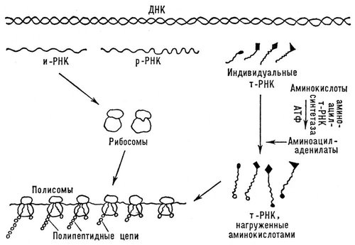 Биосинтез белков (схема)