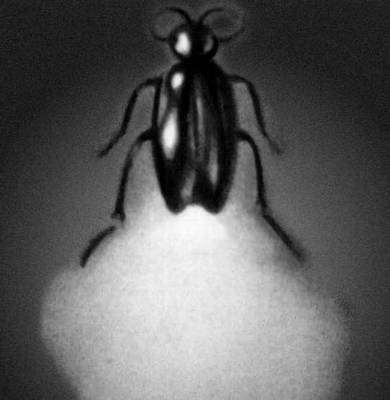 Биолюминесценция. Светящийся жук