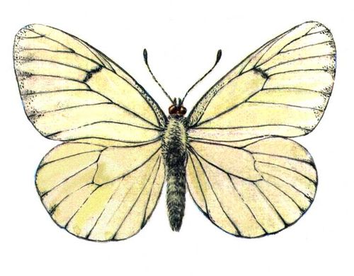 Боярышница (бабочка)