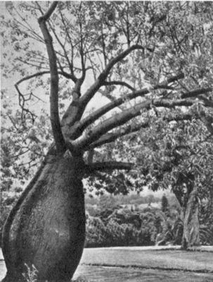 Бутылочное дерево (Австралия)