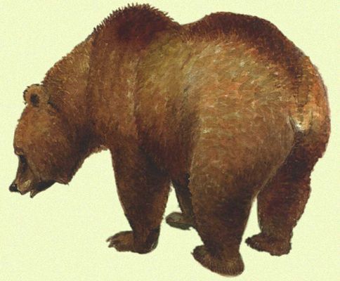 Бурый медведь (Голарктическая область)