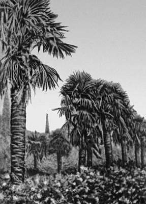 Вашингтонская нитчатая пальма (Сухуми)