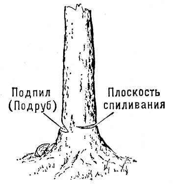 Валка дерева с подпилом ствола