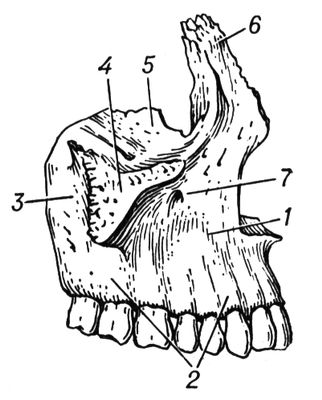 Верхнечелюстная кость человека