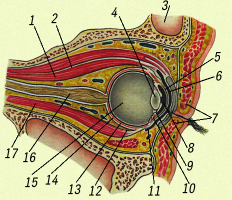 Вертикальный разрез через глазницу, глазное яблоко и веки