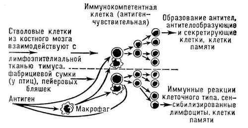 Взаимодействия клеток иммунной системы (схема)