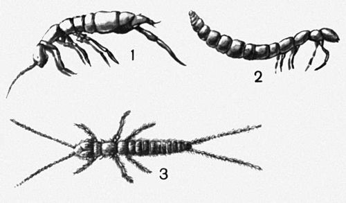 Взрослые насекомые (примеры)