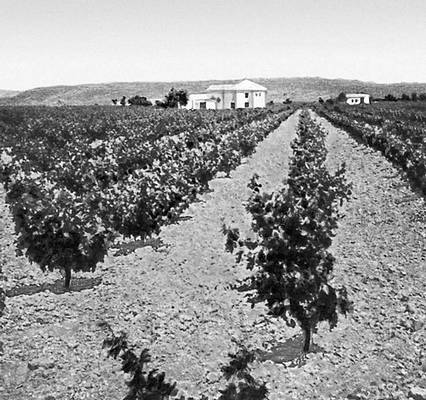 Виноградники (Испания)