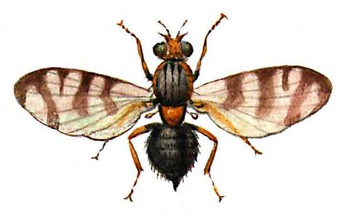 Вишневая муха (взрослое насекомое)