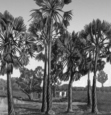Восковые коперниковы пальмы карнауба (Бразилия)