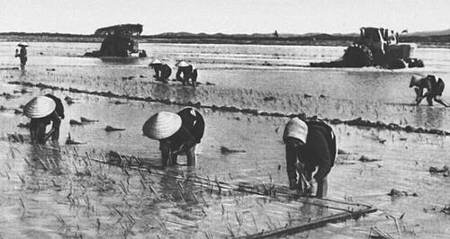 Вьетнам. Посадка риса