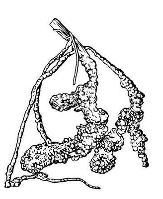Галлы южной галловой нематоды на корнях тыквы