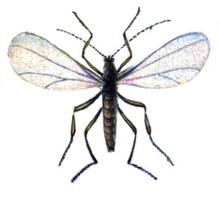 Гессенская муха, самец