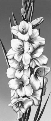 Гладиолус гибридный