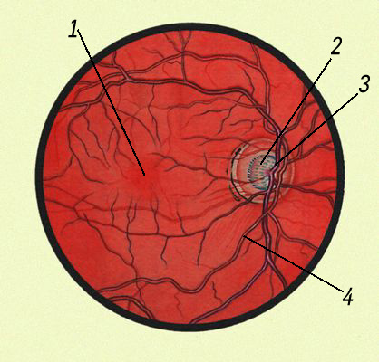 Глазное дно при осмотре офтальмоскопом
