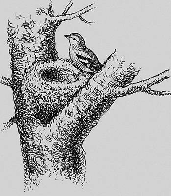 Гнездо зяблика