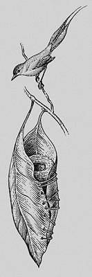 Гнездо славки-портнихи