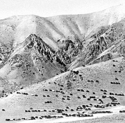 Горное пастбище (Афганистан)