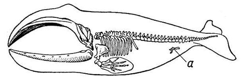 Гренландский кит (скелет)