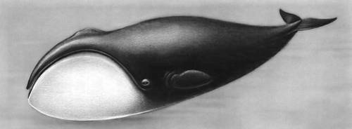 Гренландский кит. Рис.