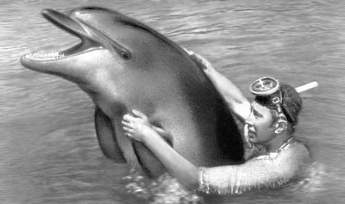 Дельфин афалина (Крым)