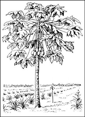 Дынное дерево