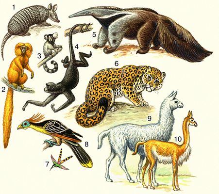 Животные Неотропической области (примеры)