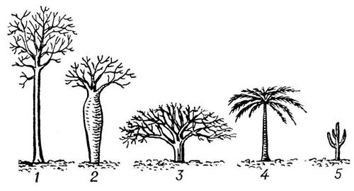 Жизненные формы деревьев
