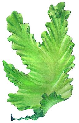 Зелёные водоросли. Ульва